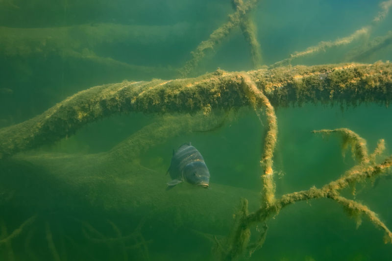 Underwater photo of the common carp or european carp, cyprinus carpio in soderica lake, croatia