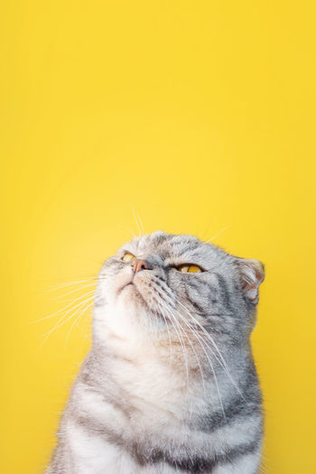 Close-up of a cat looking up over yellow background