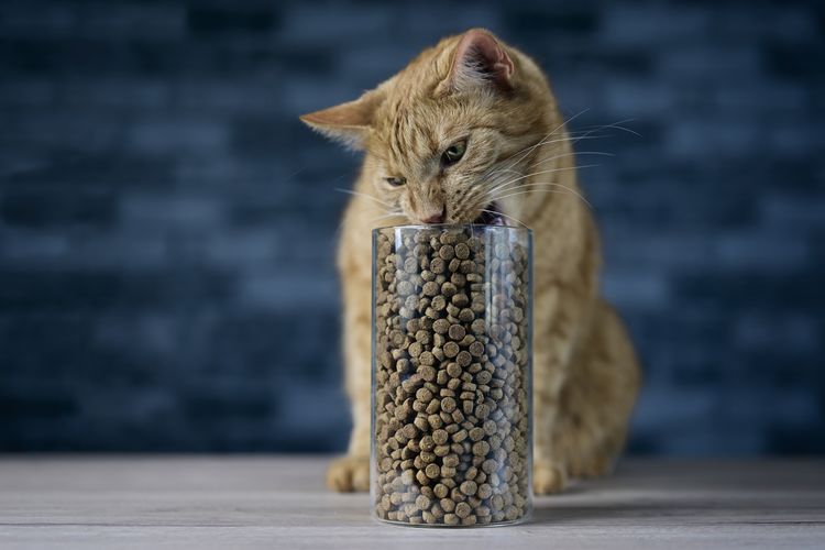 Cute ginger cat eating dry cat food in storage jar. horizontal image with selective focus.