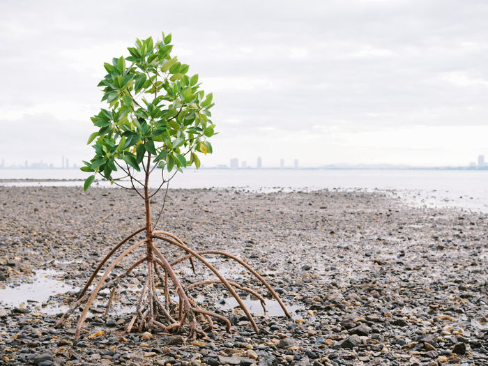 Mangrove tree at clean beach on morning time in chonburi thailand