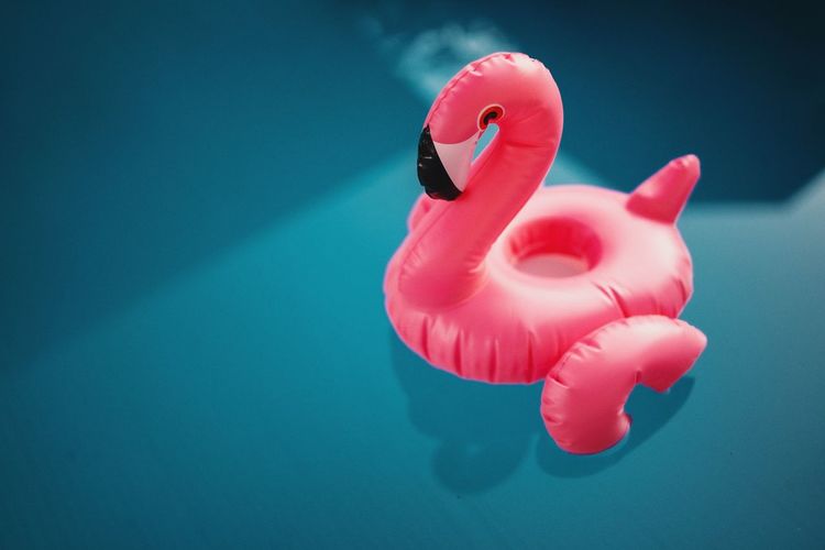 High angle view of a duck