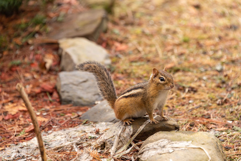 Squirrel on a field