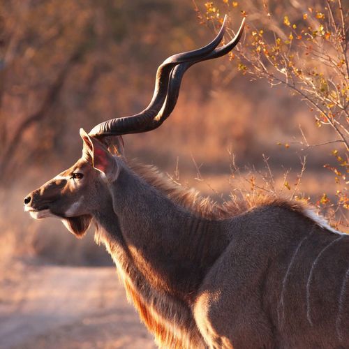 Side view of kudu standing in forest at morning