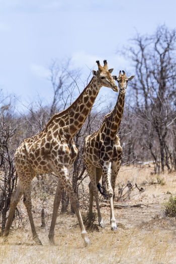 Giraffes walking in national park