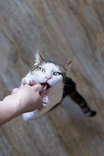 Pet owner feeding cat treats. vertical image with copy space.