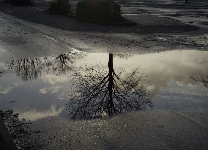 Reflection of trees on puddle in lake