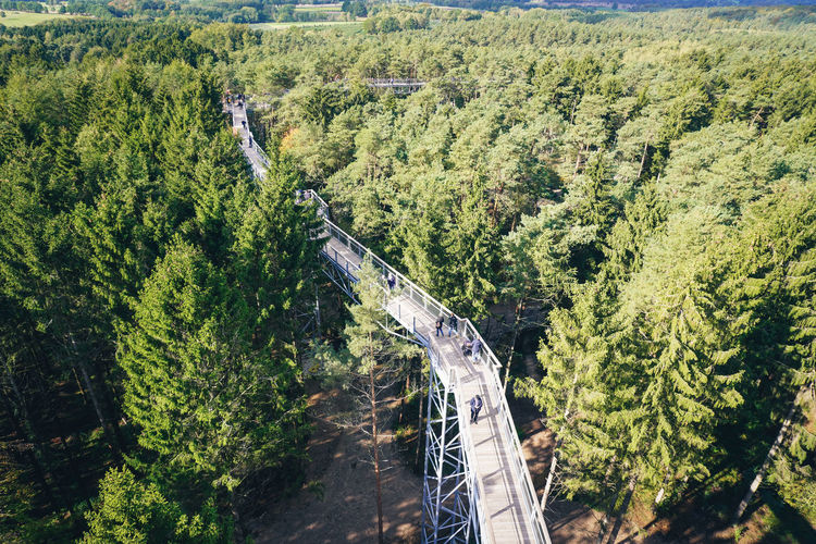 High angle view of bridge amidst plants and trees