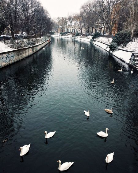 High angle view of swans swimming in lake during winter