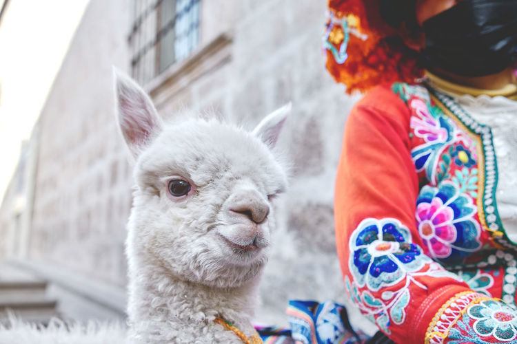 Peruvian woman in traditional clothes holding a baby llama in street, arequipa, peru.