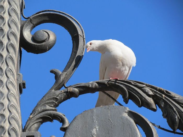 Low angle view of white dove perching on metal