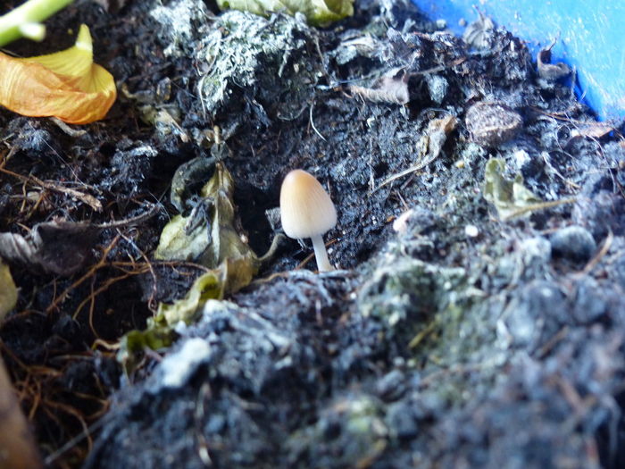 High angle view of mushrooms growing on land