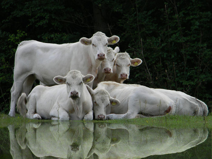 Reflection of white cows on lake
