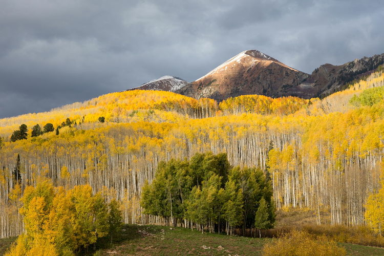 Landscape with green-leafed aspens among yellow trees and background of mountain and cloudy sky