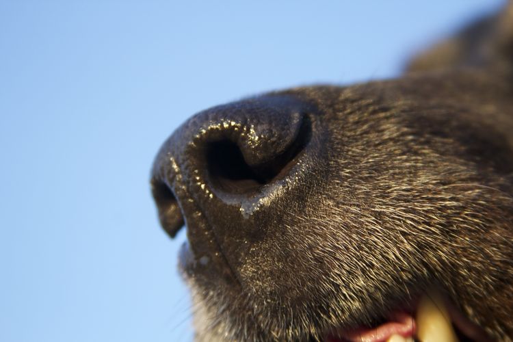 Close-up of dog
