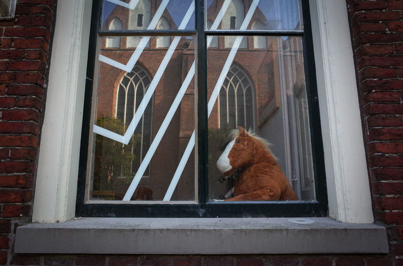 Cat looking through window of building