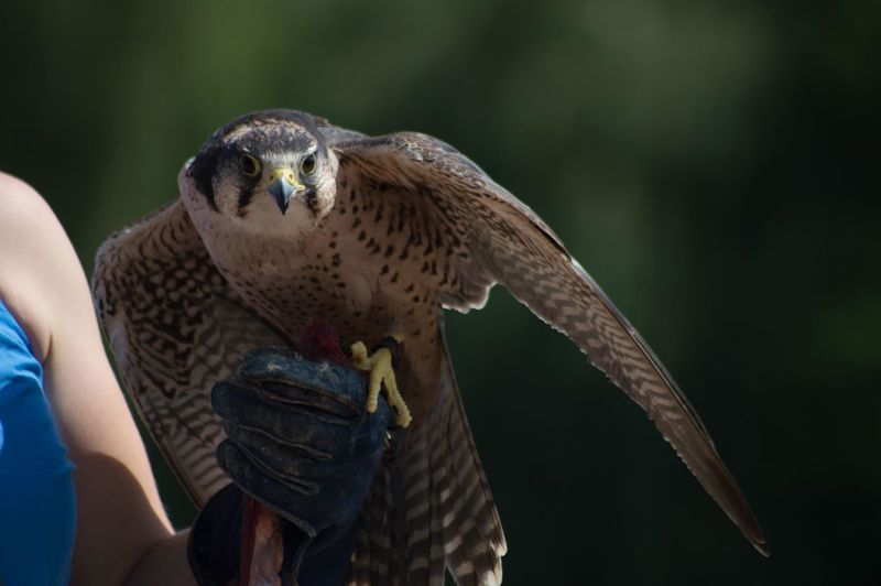 Falconry display