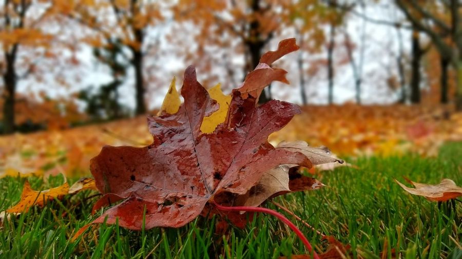 Close-up of dry maple leaf on field during autumn