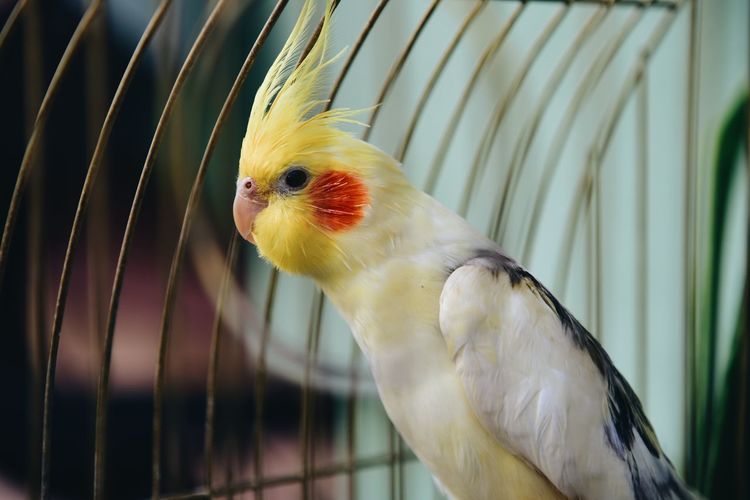 Close-up of parrot in cage