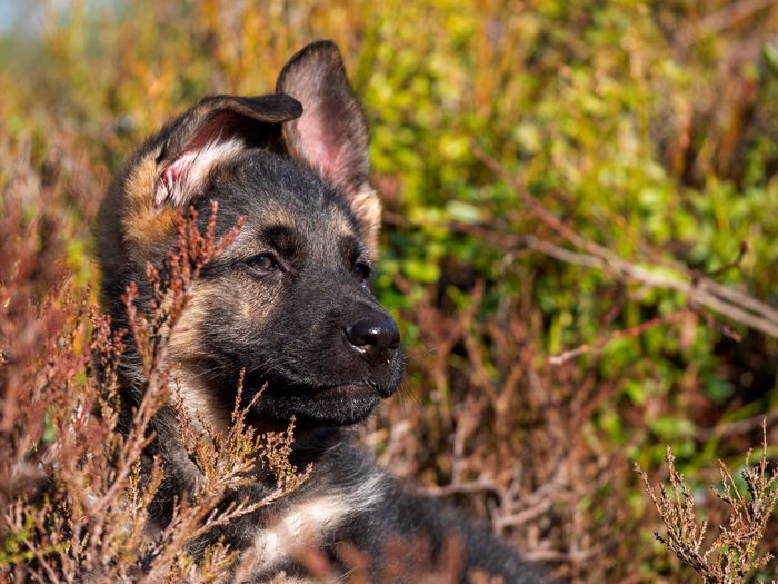 Close-up portrait of a german shepard puppy