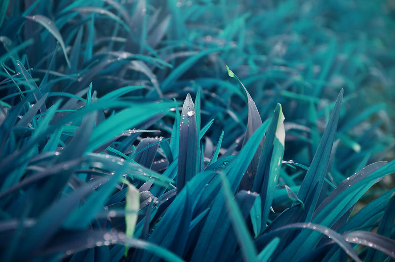 Close-up of dew on grass