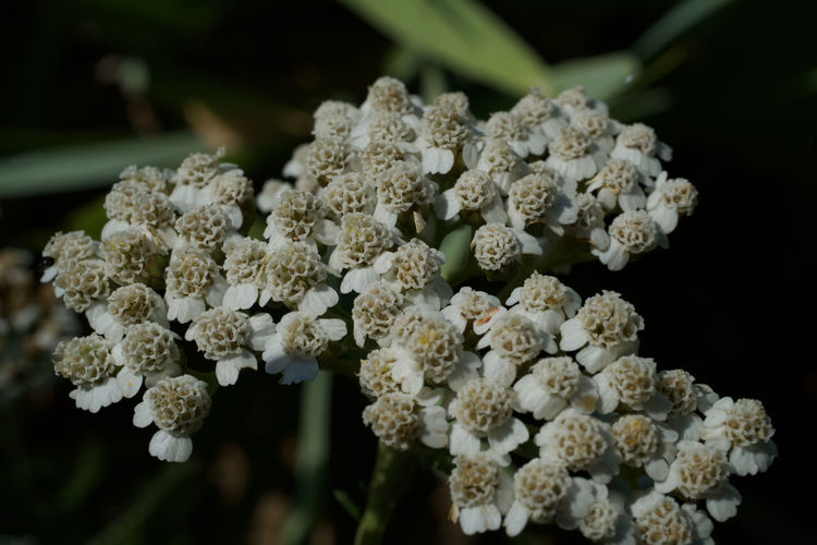 Close-up of white flowers