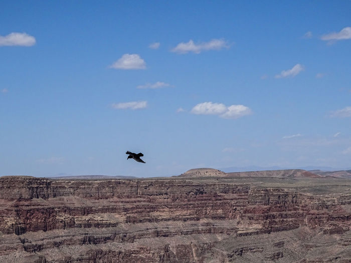 Bird flying over landscape against sky