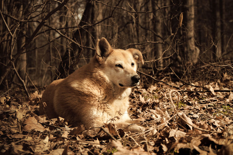 Portrait of dog relaxing on land