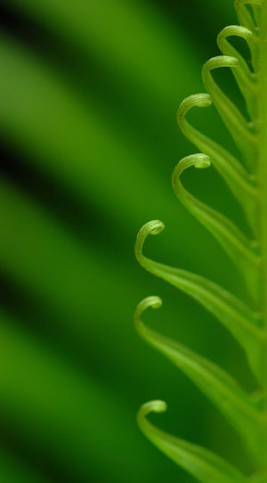 Exotic green tropical ferns with shallow depth of field