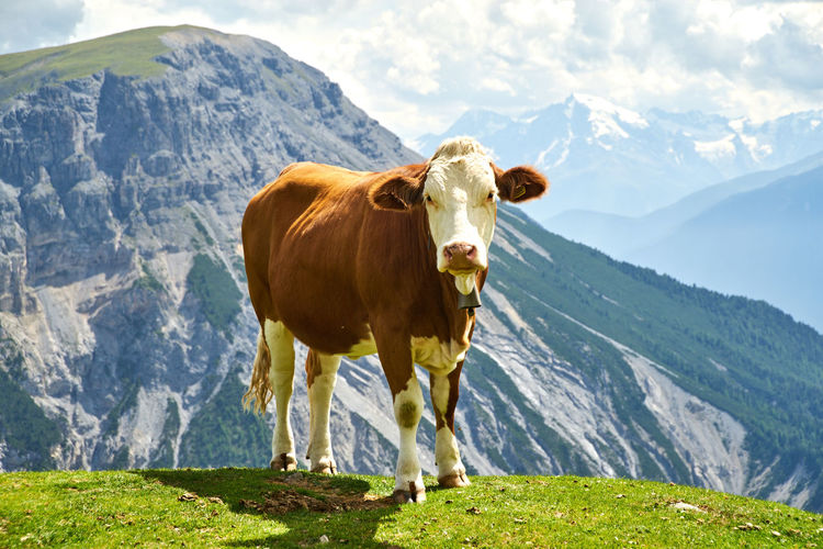 Cow in a mountain range