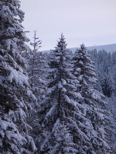 Snow covered pine trees in forest