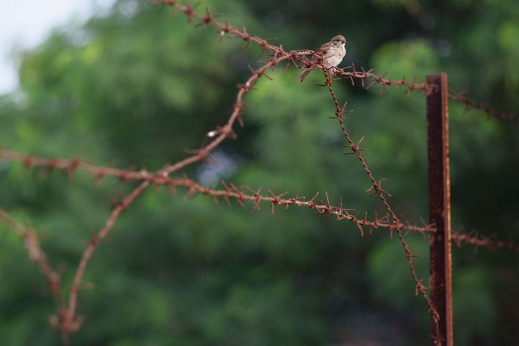 Close-up of barbed wire fence against plants
