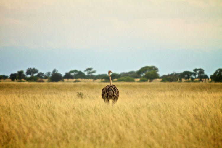 Rear view of ostrich on field against sky