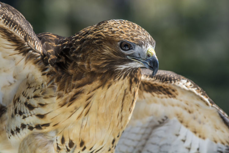 Close-up of a hawk looking away