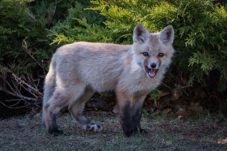 Portrait of fox standing in front of a bush