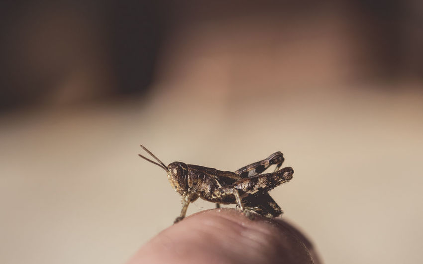 Close-up of grasshopper on human finger