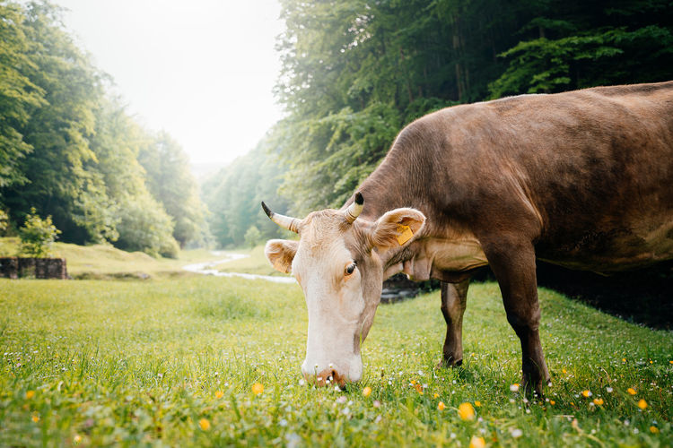 Cow grazing in a field by forest and river