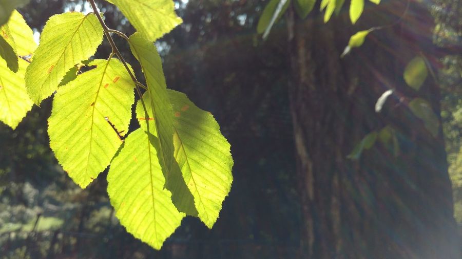 Close-up of leaves on tree trunk