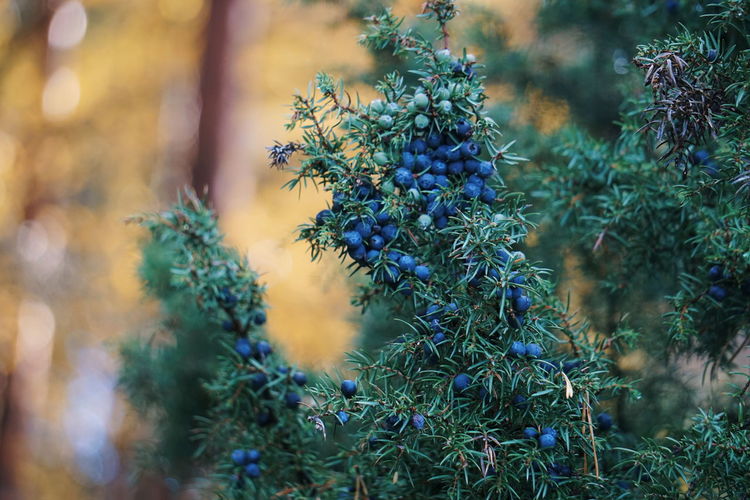 Close-up of juniper berries growing on tree