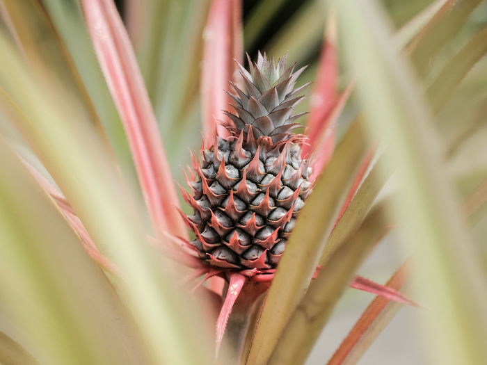 Close-up of pineapple on plant