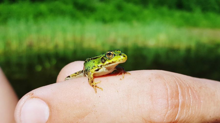 Cropped hand with green frog