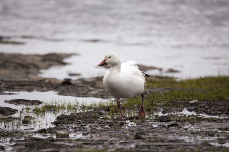 Snow goose walking on muddy st. lawrence river shore