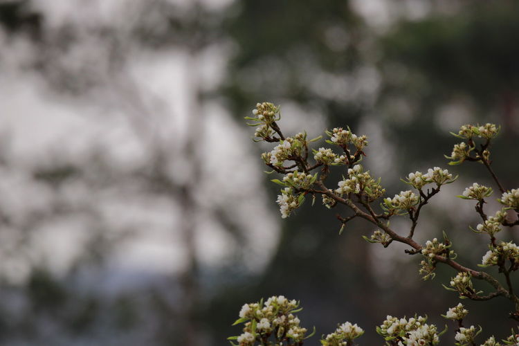 Close up of blooming twigs of a pear tree