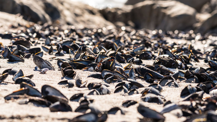 Close-up of mussel shells on sand