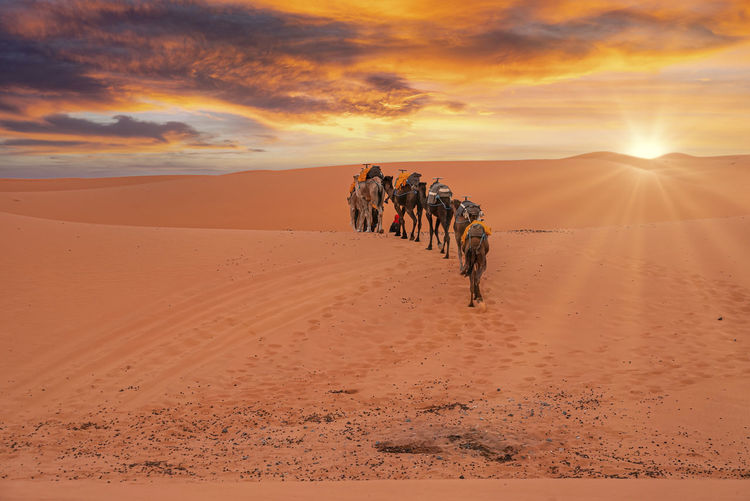 Caravan of camels going through the sand in desert landscape