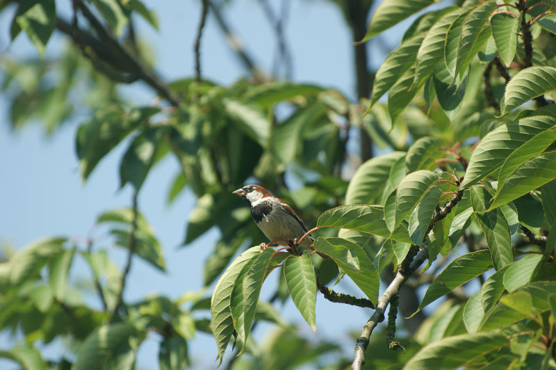 Male common sparrow passer domesticus close up in a tree sitting on branch in sunlight with blue sky 