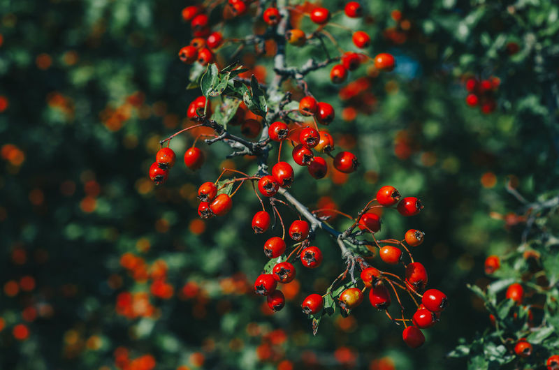 Close-up of red berries on tree