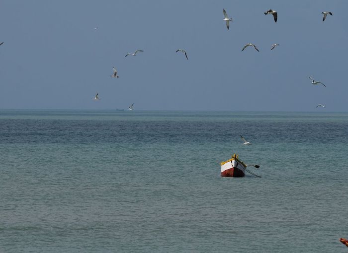 Birds flying over sea against clear sky