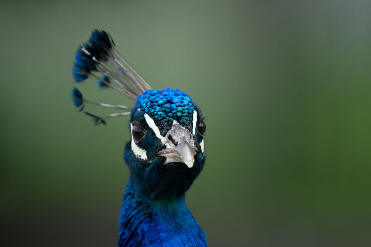 Adult male peacock gets a head shot portrait on a sunny day