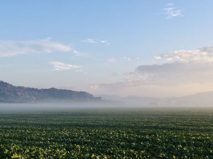 Scenic view of agricultural field against sky