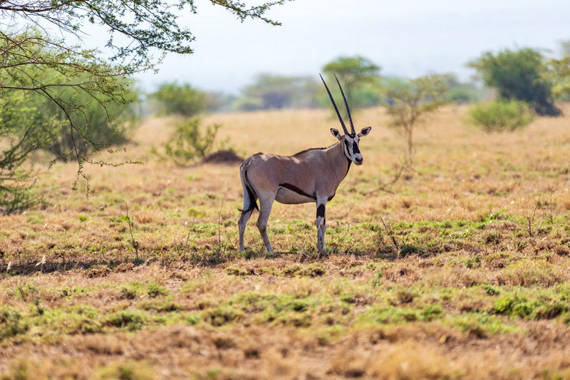 animal